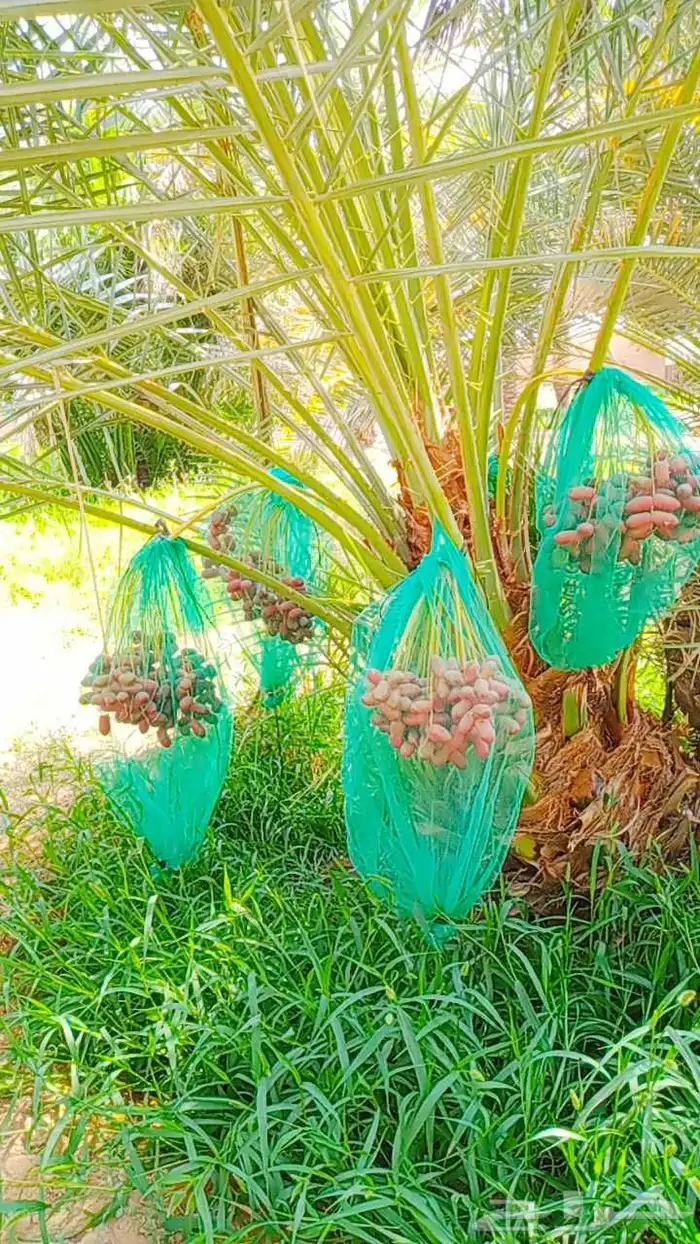 نخل مثمر نخيل مثمره للبيع اخلاص صقعي سكري برحي هلالي 12