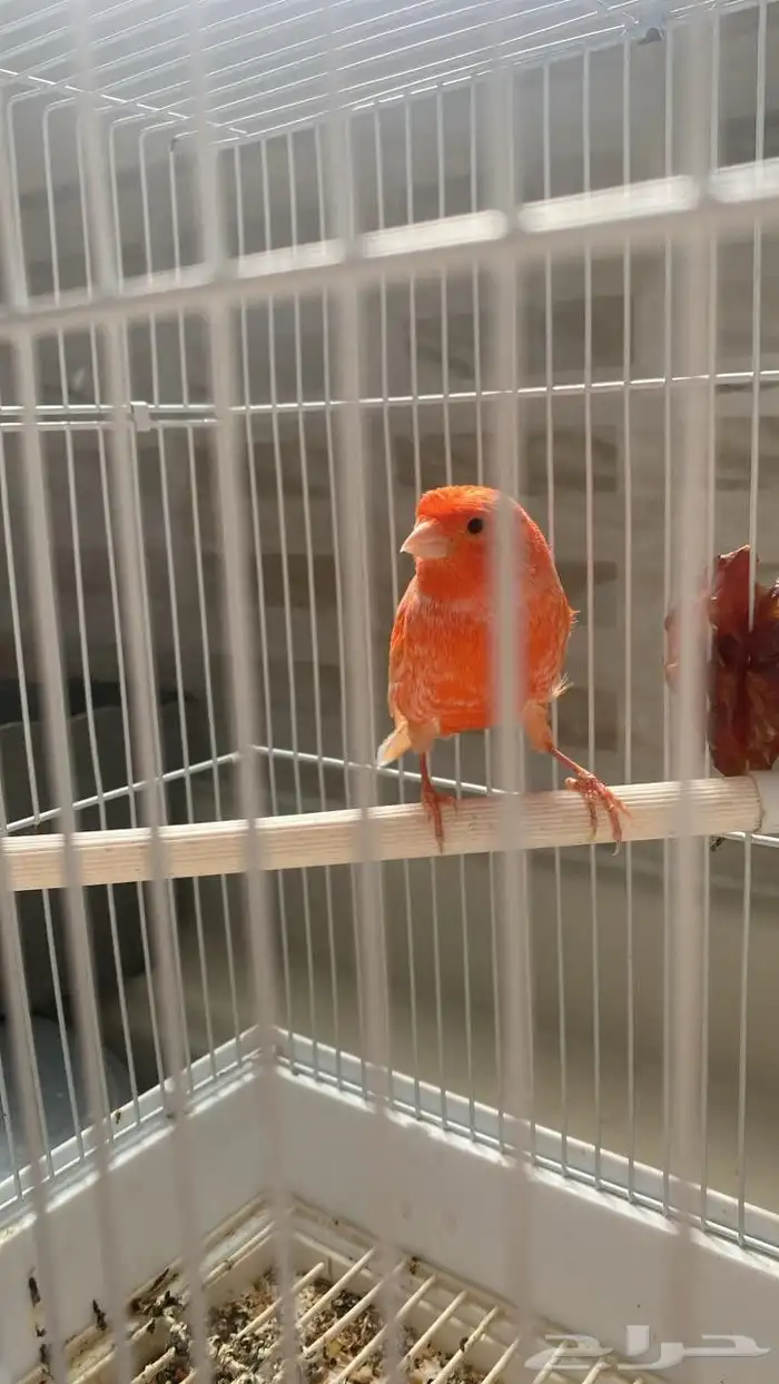 للبيع ذكر كناري رد فكتور شرط تقريد الموقع الأحساء جواثا 6