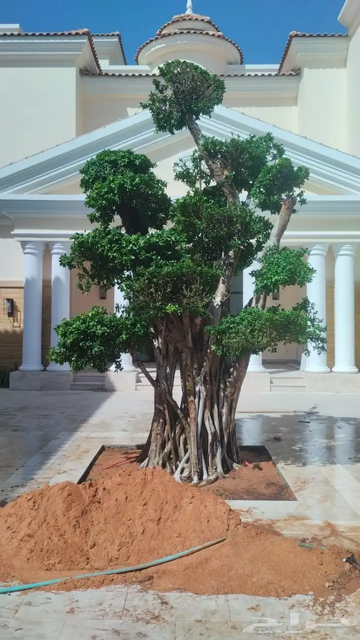 شجر الفكس بونساي اشجار الزينه 8