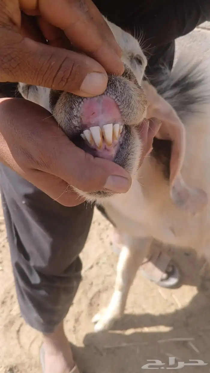 تيس فحل مشروط الصحه والسلامه العمر موضح في الصورة 0