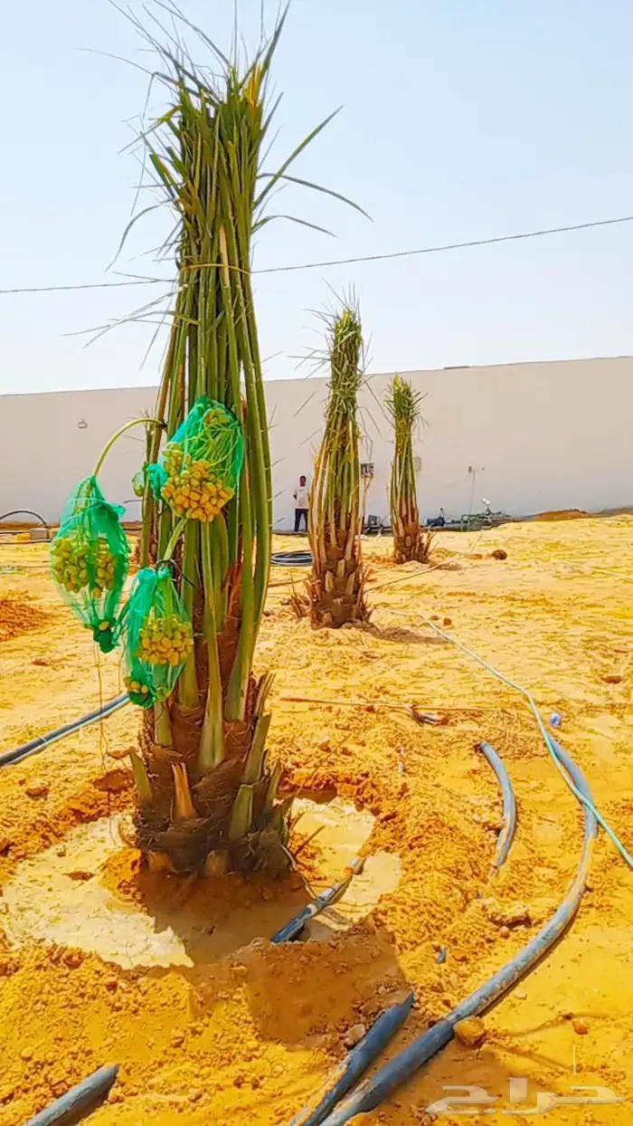 نخل مثمر نخيل مثمره للبيع اخلاص صقعي سكري برحي هلالي 0