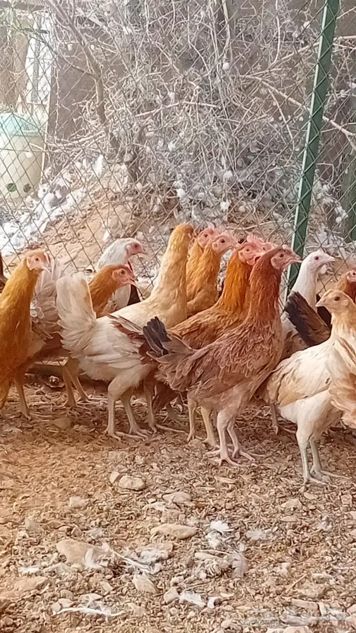دجاج بلدي 1