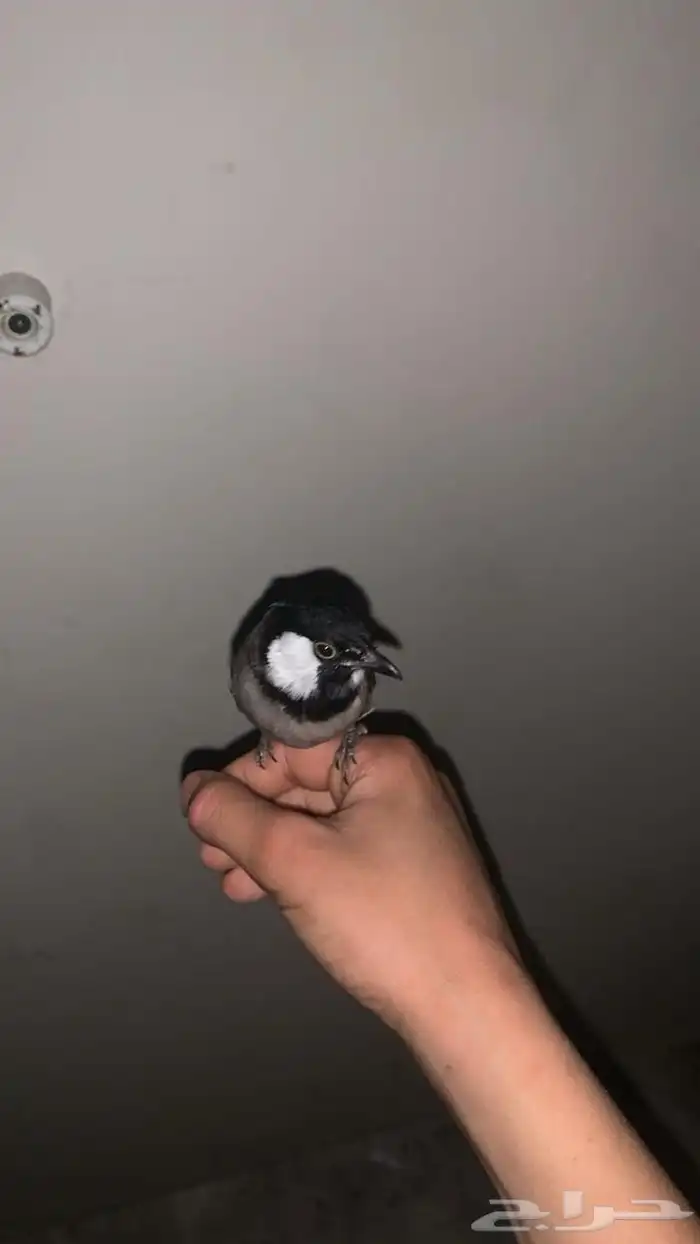 للبيع بلبول 2