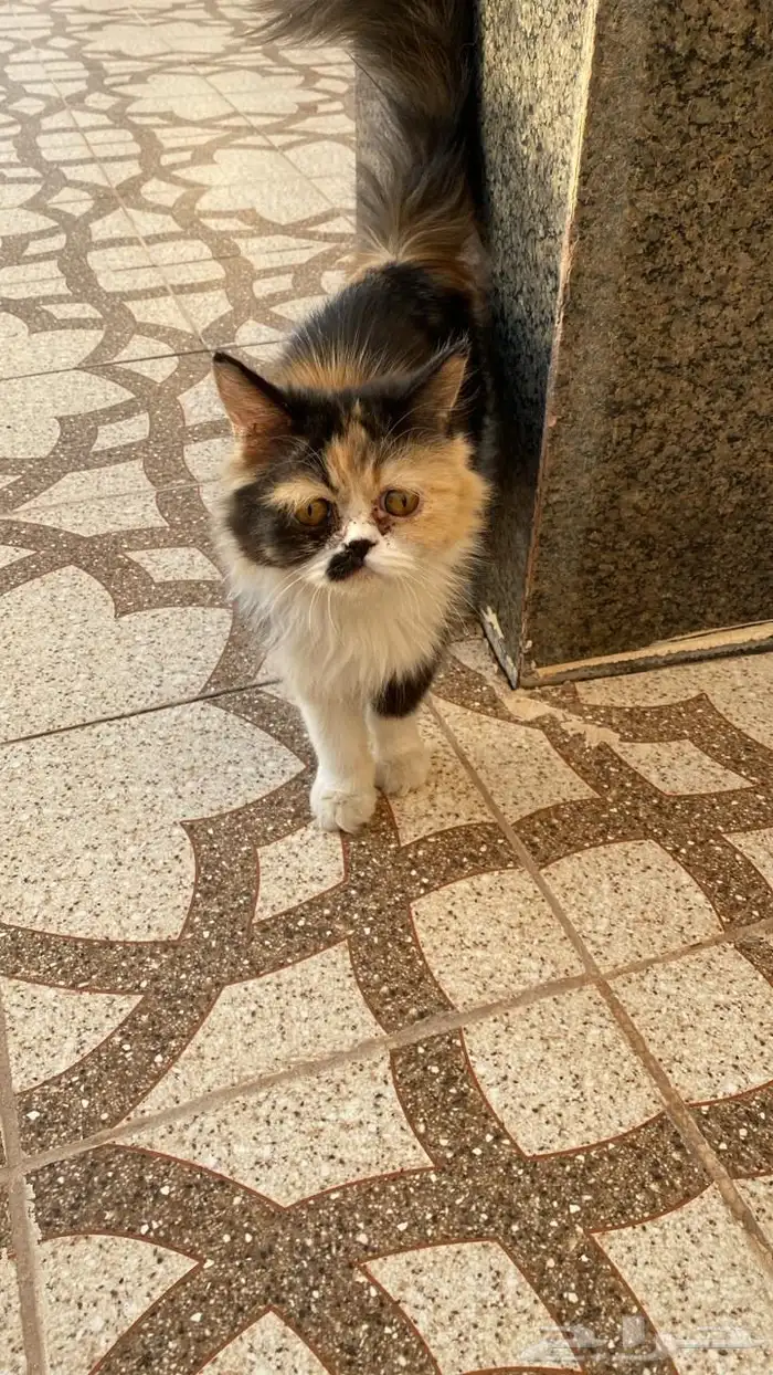 حفر الباطن 0
