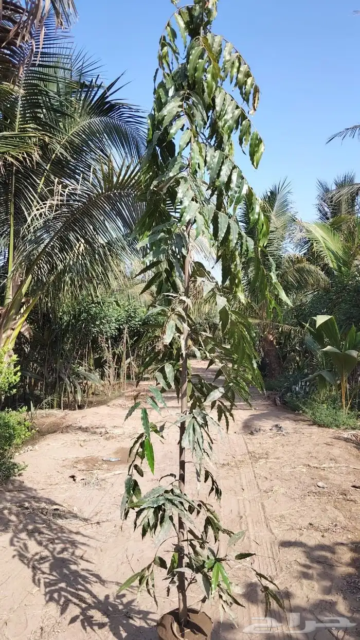 شجرة اشوكا شجر زينه شجره 0