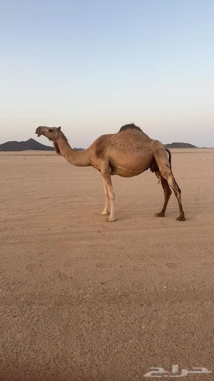 ثنو ملاقي شرط على جميع الشروط13500 0
