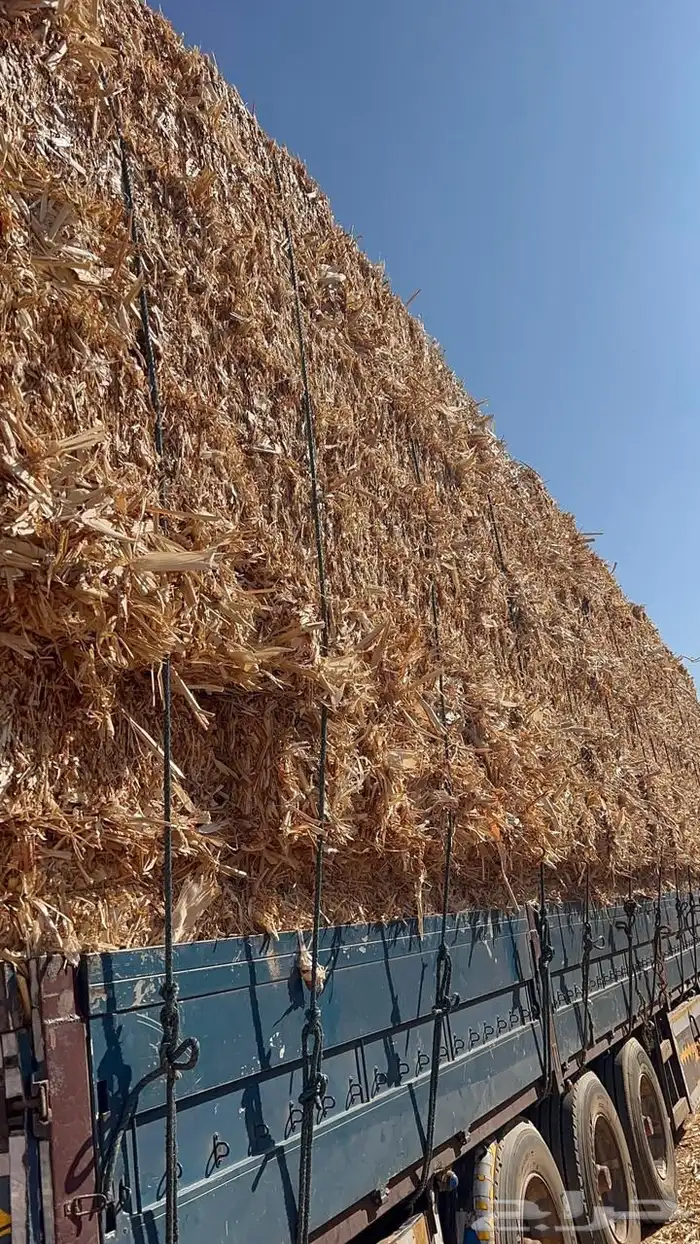 ذره شاميه 11