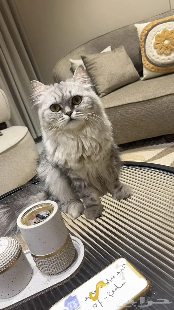 قطة للبيع 0