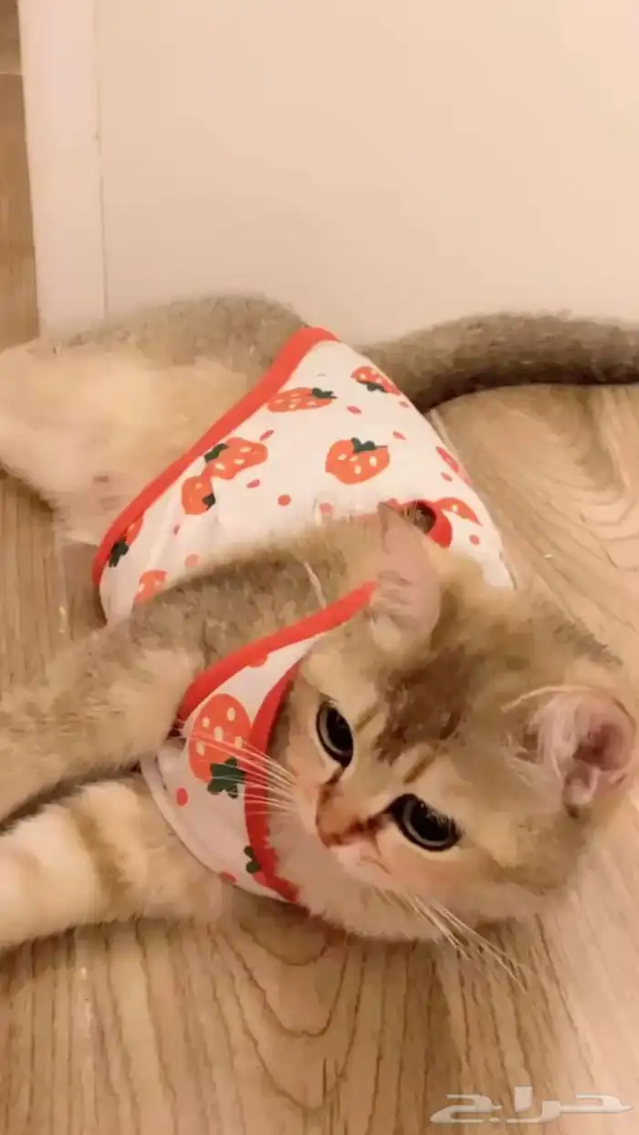 سكوتش ستريت العمر 11 شهر 0