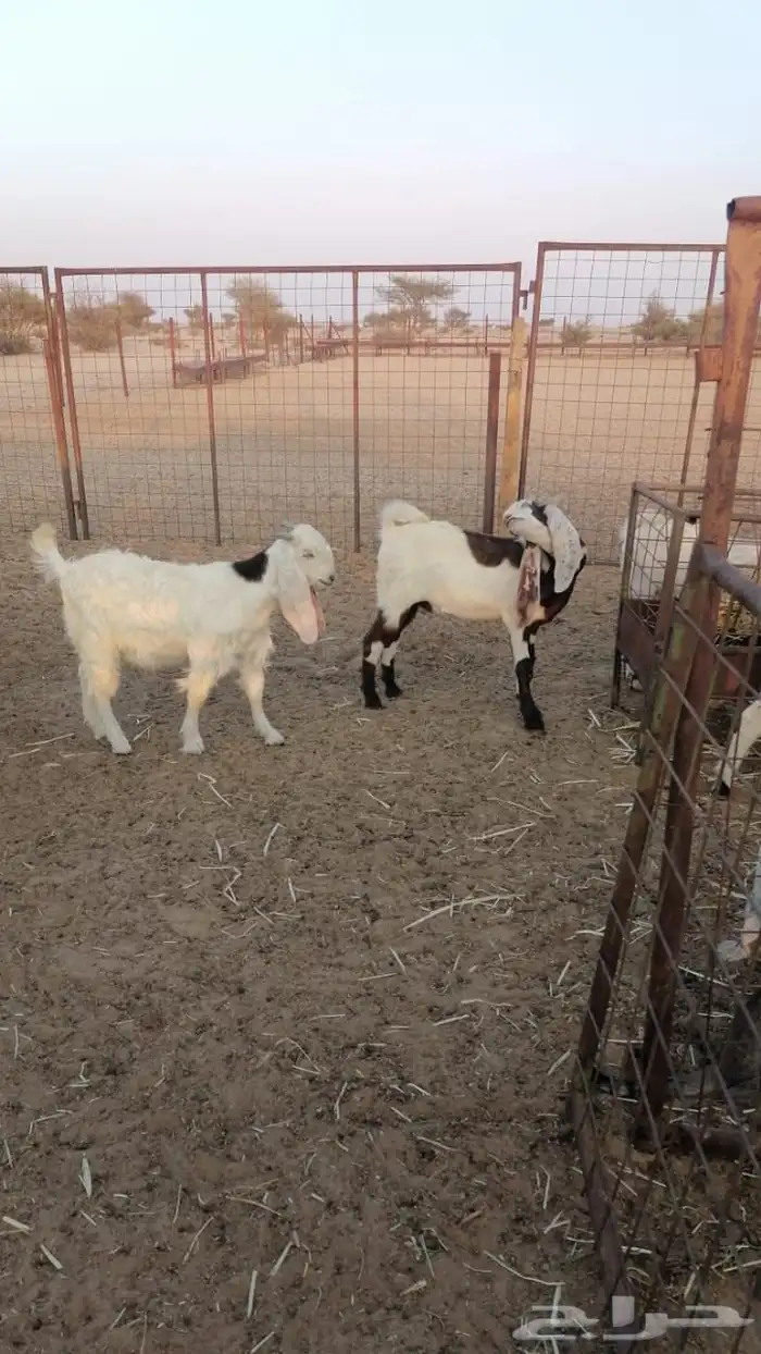 تيوس للبيع 2