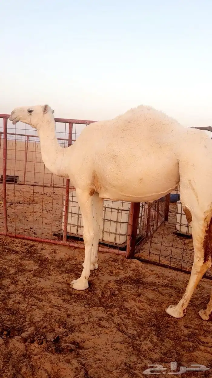 ضروبه وضحا 2