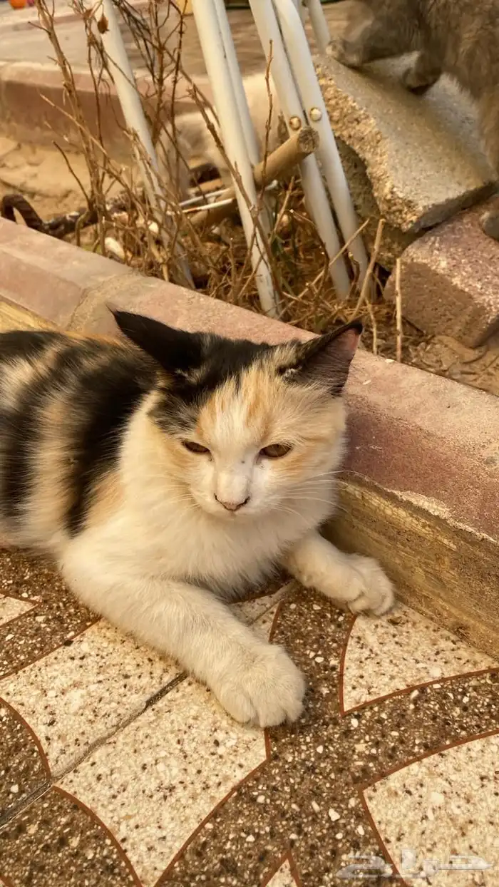 حفر الباطن 1