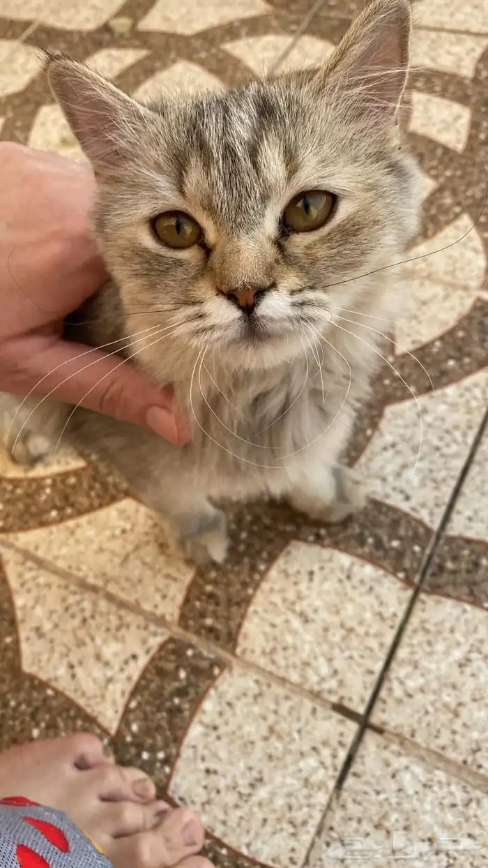 حفر الباطن 3