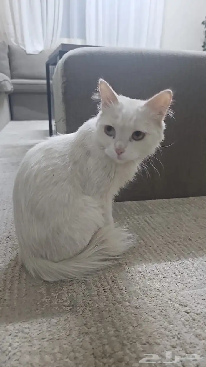 قط بيت انثى بشارع لمن يرغب للتبني يتواصل معي 0