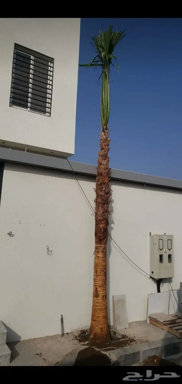نخل واشنطن 2