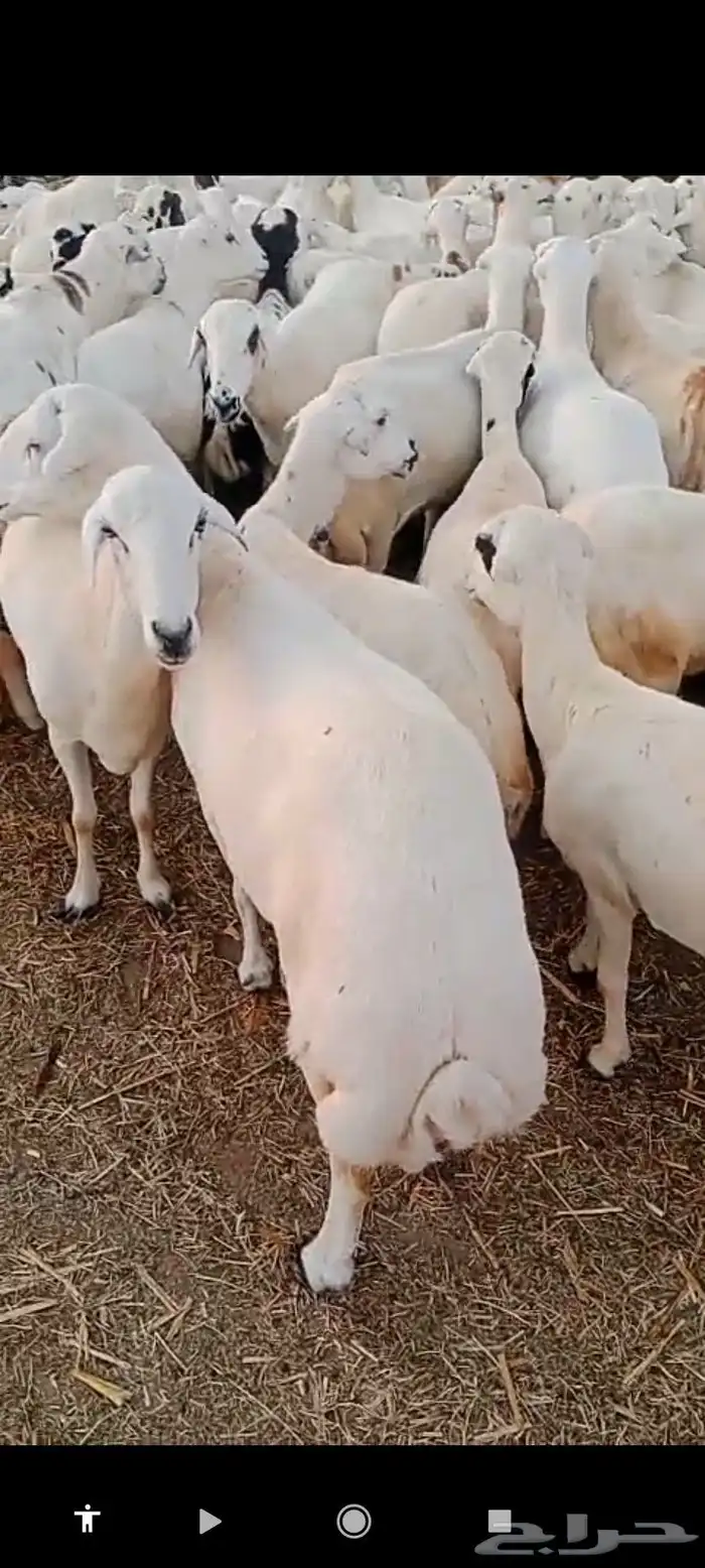 يوجد لدينا ضان رفيديات قرايب موالدات الموق جيزان 0