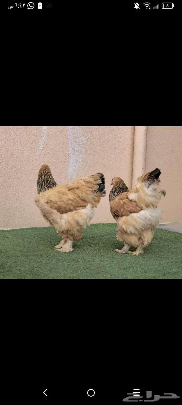 جوز براهما بوف فاخر وكولمبي 1