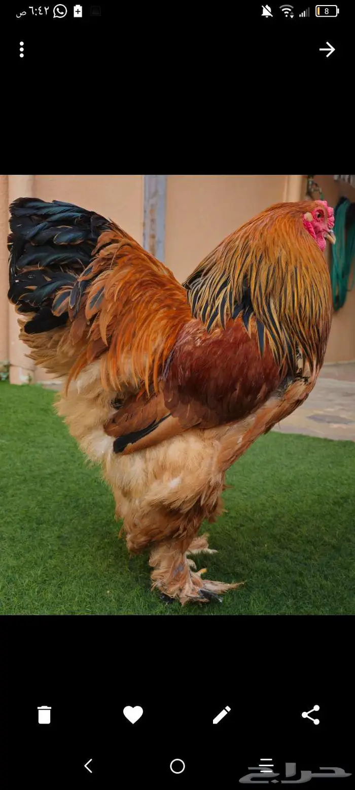 جوز براهما بوف فاخر وكولمبي 0