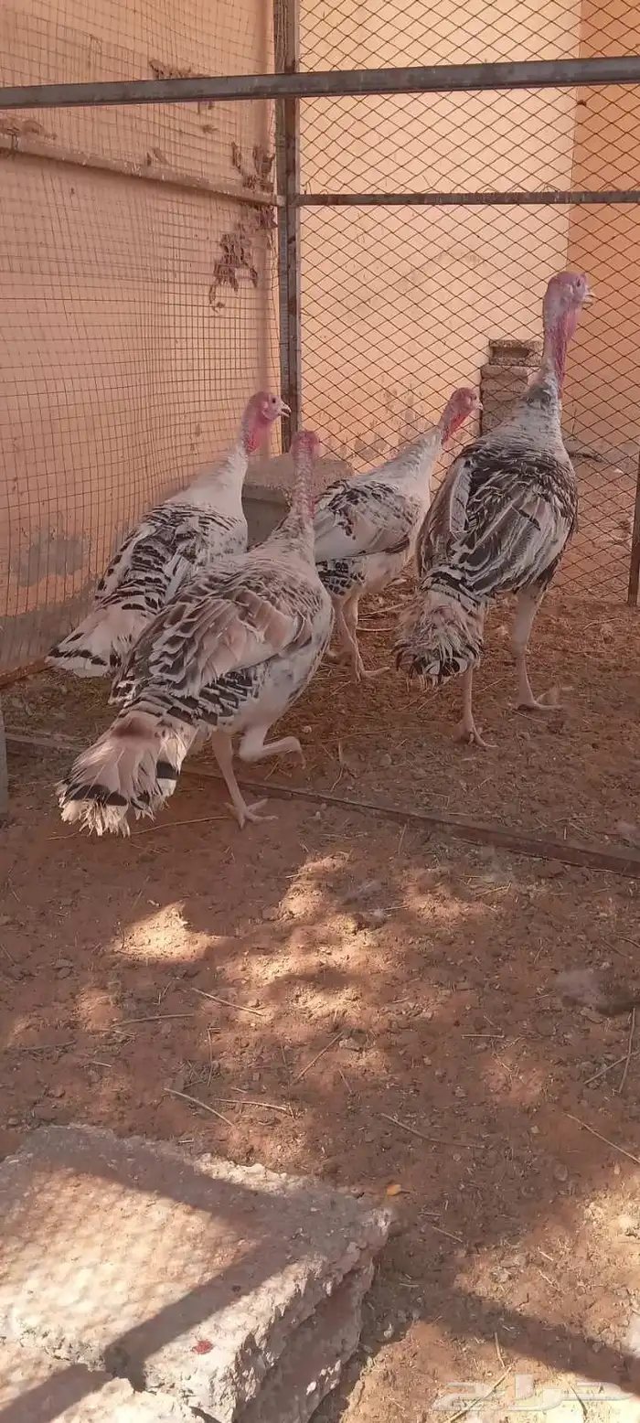 ديك للبيع 1