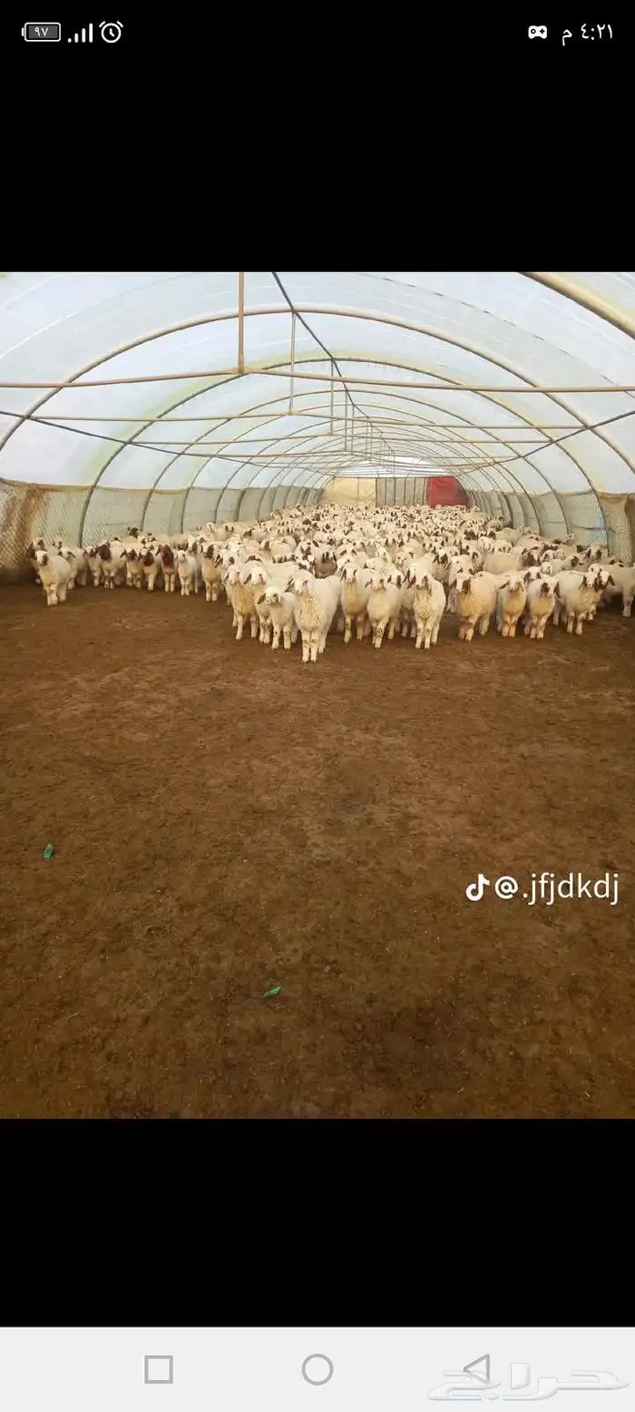 بناء حظائر وجلسات وبيوت محمية 0