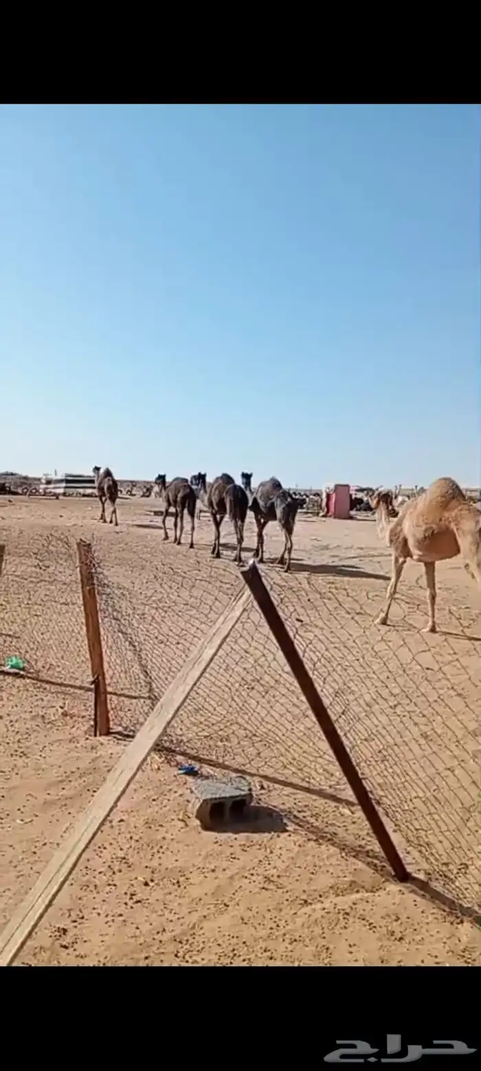 لقحات ثنتين على 8 اشهر لقاحها وثلاث حيل 0