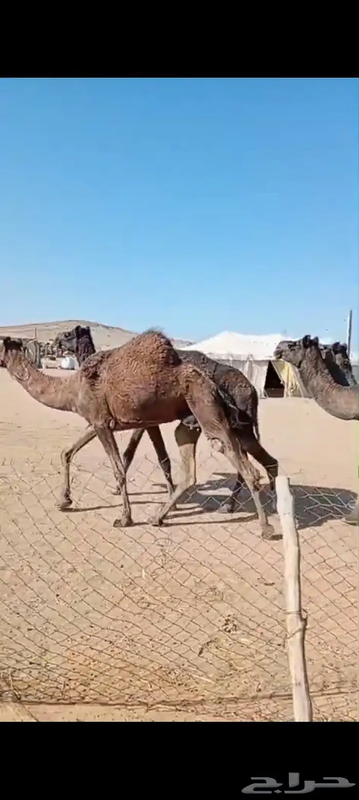 لقحات ثنتين على 8 اشهر لقاحها وثلاث حيل 2