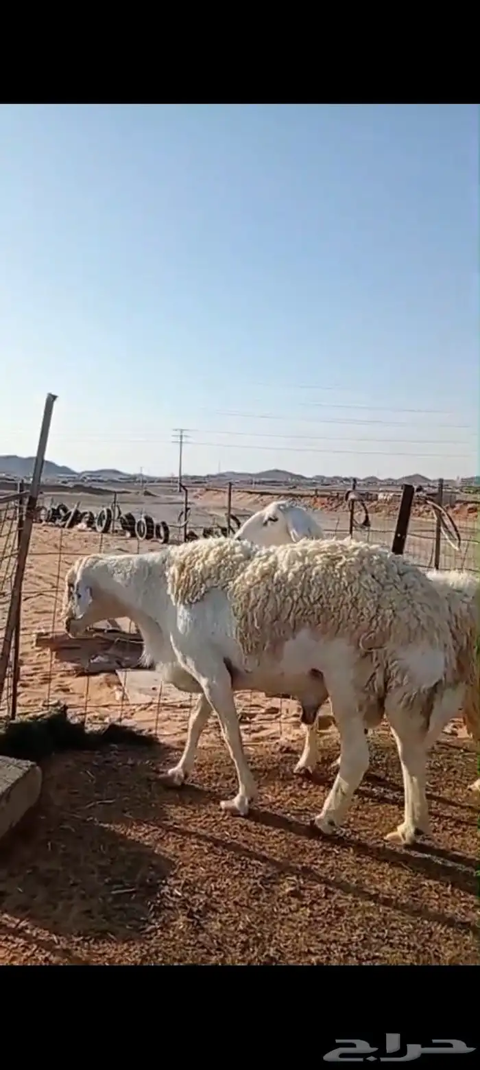 طلي فحل صنف ضراب شرط وشاه رباع 4