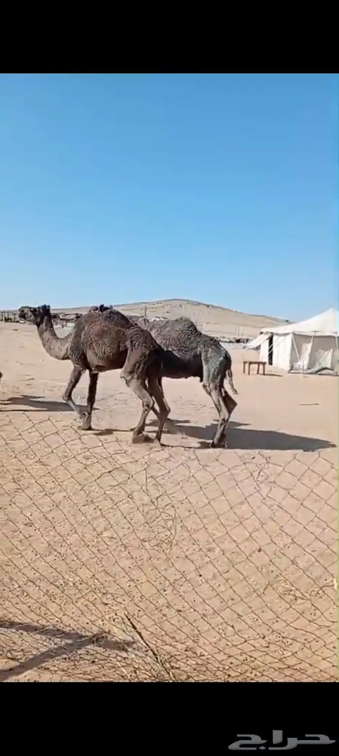 لقحات ثنتين على 8 اشهر لقاحها وثلاث حيل 1