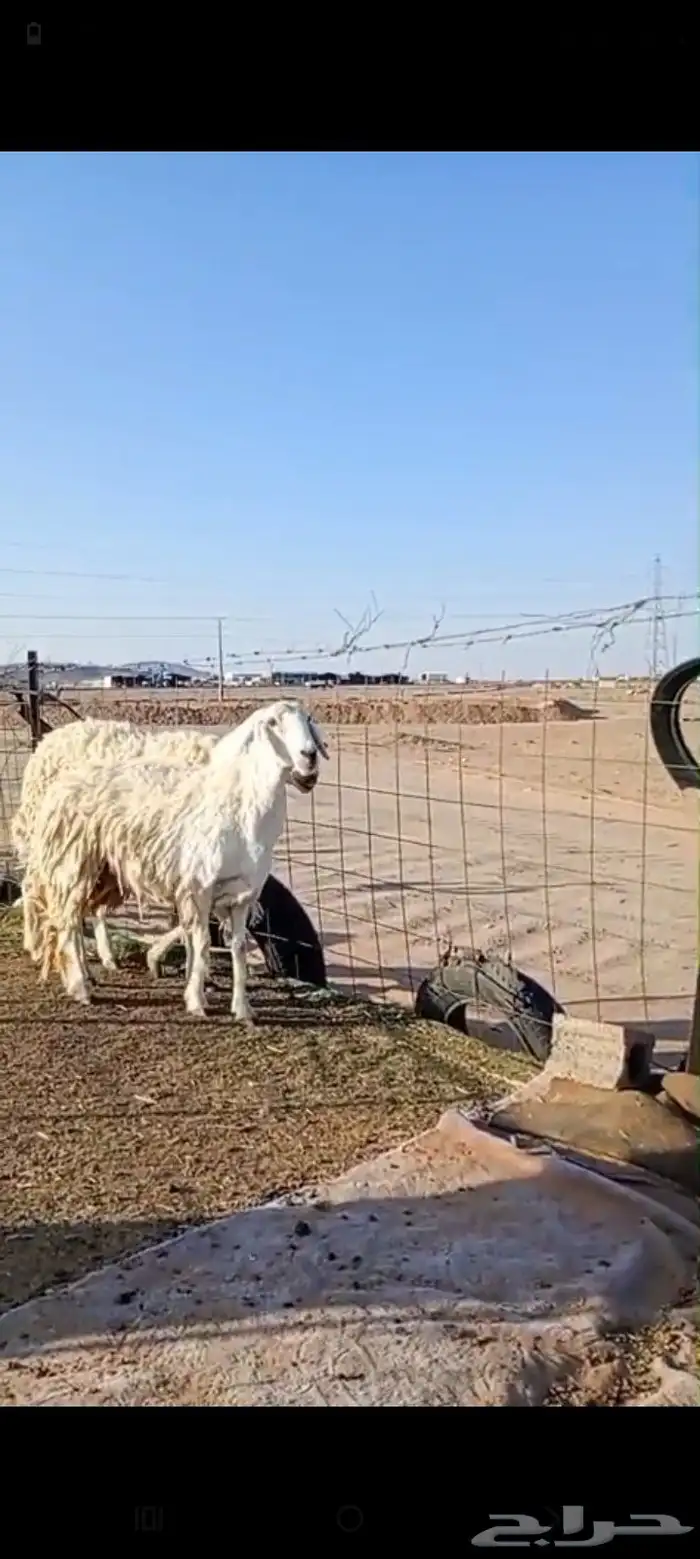 طلي فحل صنف ضراب شرط وشاه رباع 2