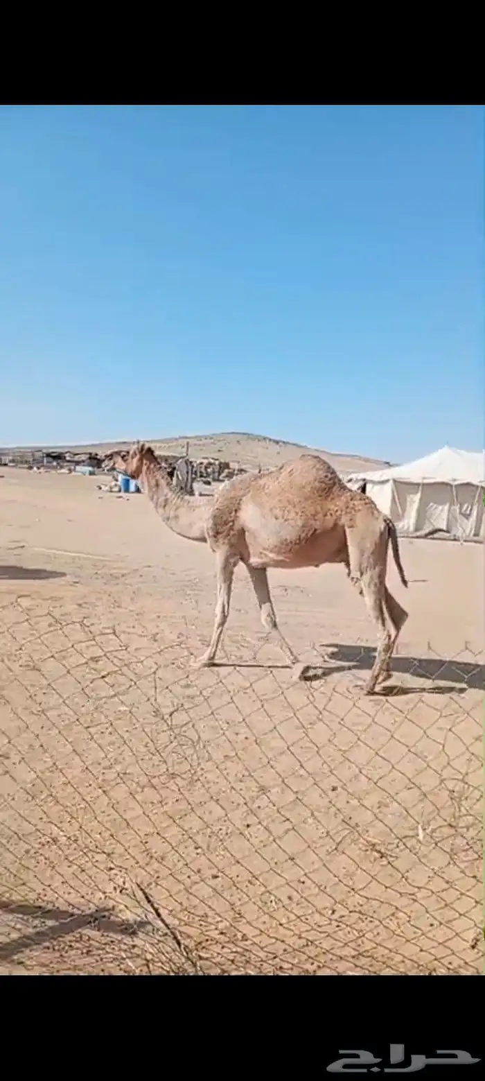 لقحات ثنتين على 8 اشهر لقاحها وثلاث حيل 3