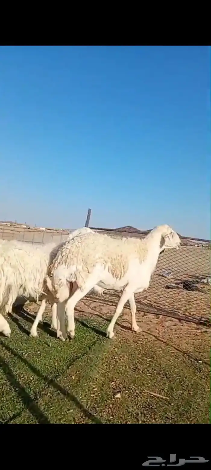 طلي فحل صنف ضراب شرط وشاه رباع 1