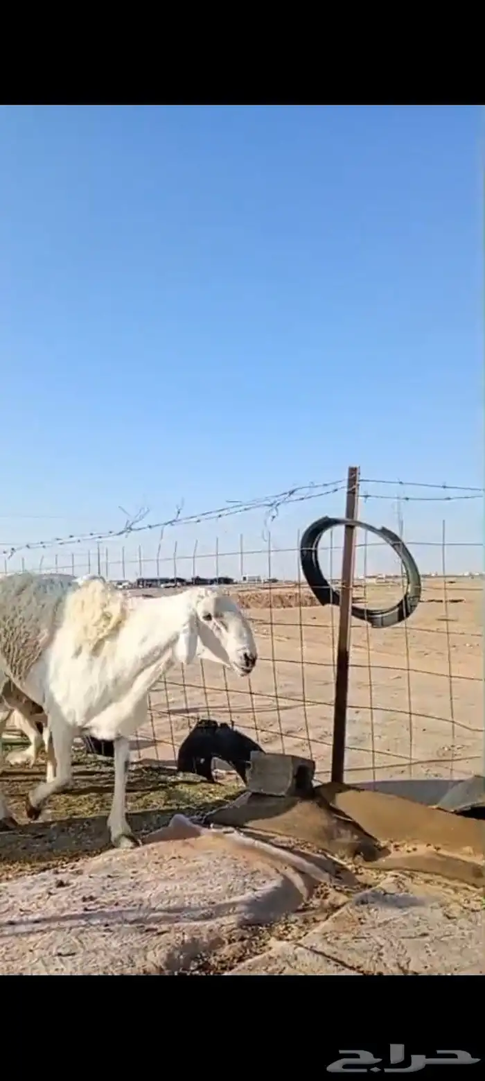 طلي فحل صنف ضراب شرط وشاه رباع 5