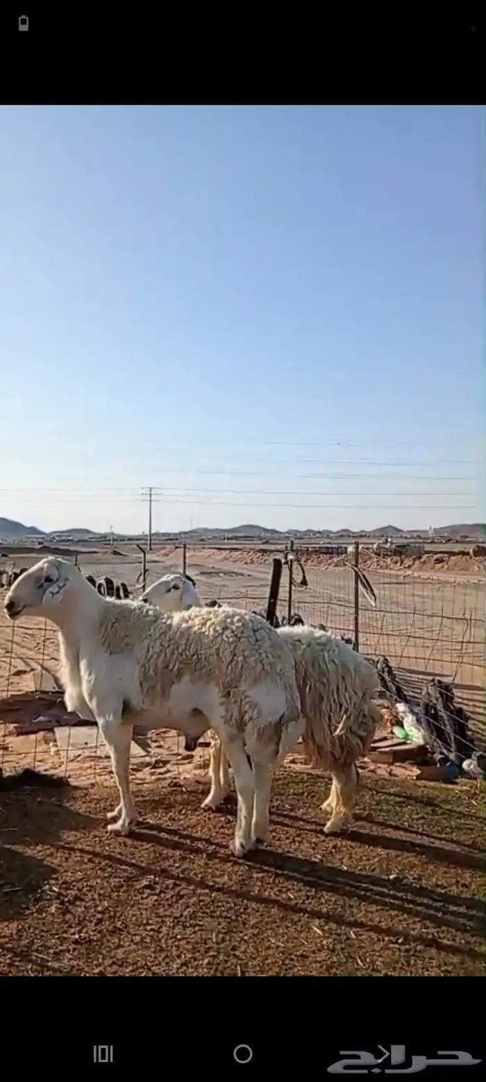 طلي فحل صنف ضراب شرط وشاه رباع 6