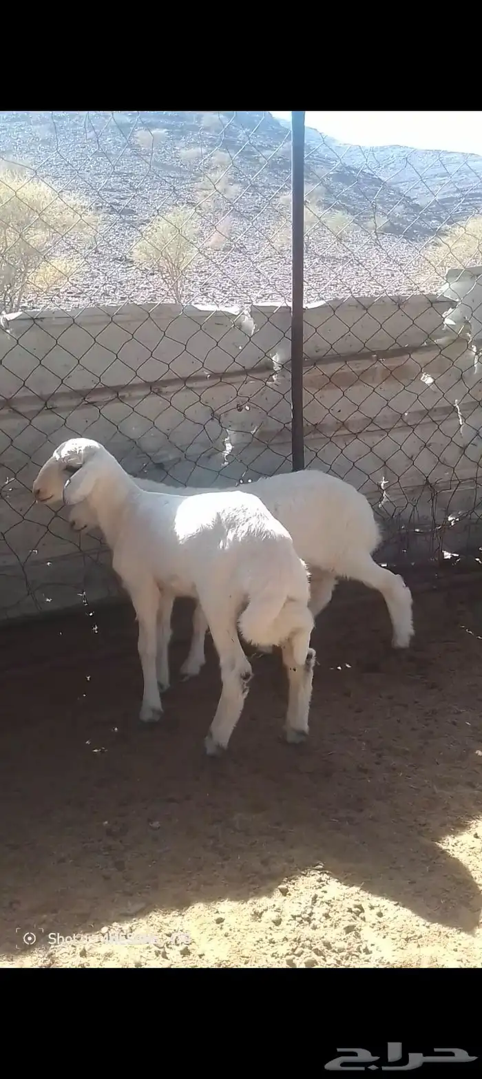 طلي ورخل شحم فل. تم البيع 1