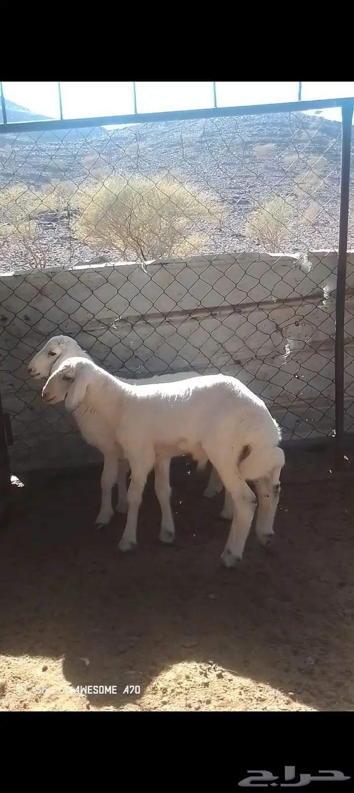 طلي ورخل شحم فل. تم البيع 0