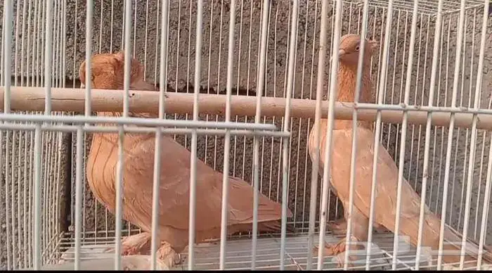 حمام عراقي إناث  ويوجد شلال زينه وللطيور تحت صور الحمام 2