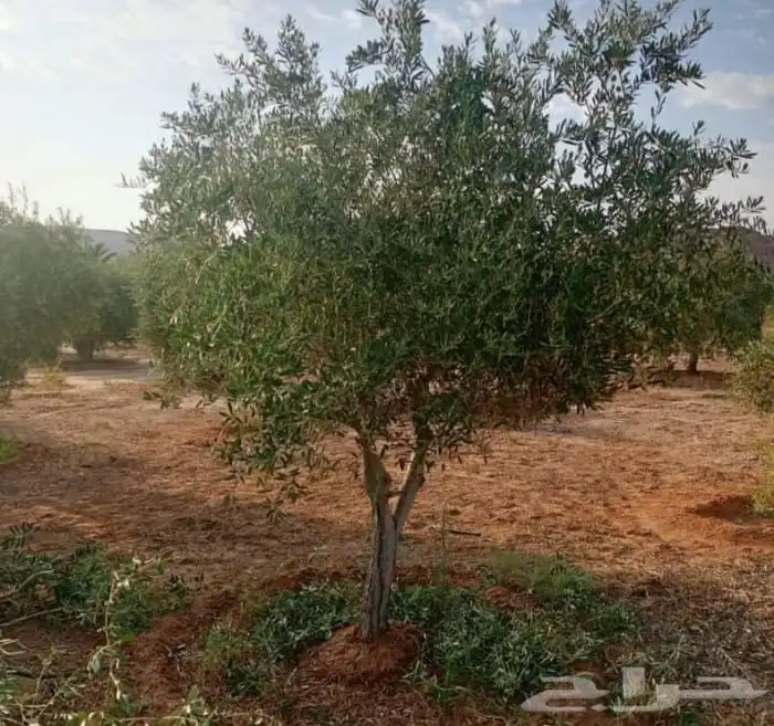 نخيل واشنطنيا للبيع 14