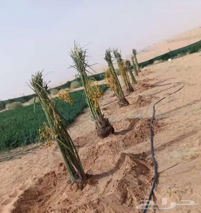 لجميع الاعمال النخيل قلع غرس تحويض تنضيف تكريب تحويض وبناء ا 0