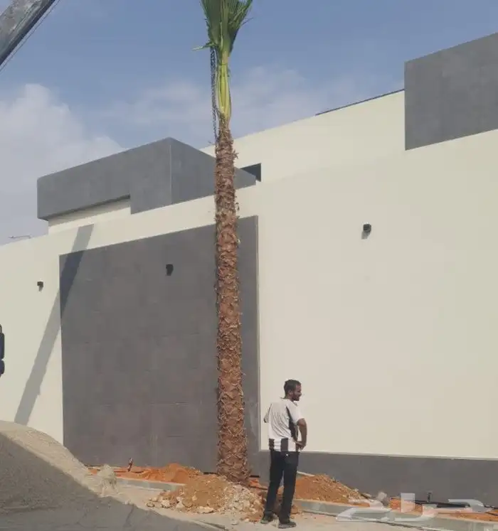 نخيل واشنطنيا للبيع 1