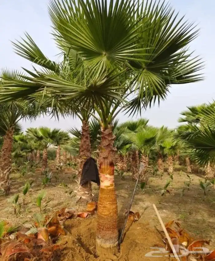 النخل للبيع 1