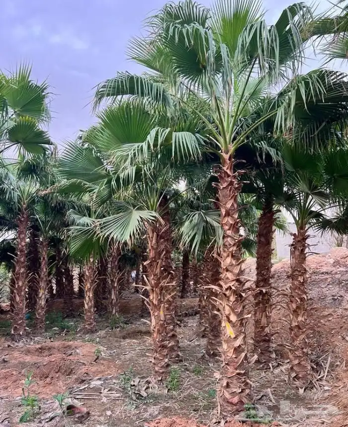 نخيل واشنطنيا للبيع 3
