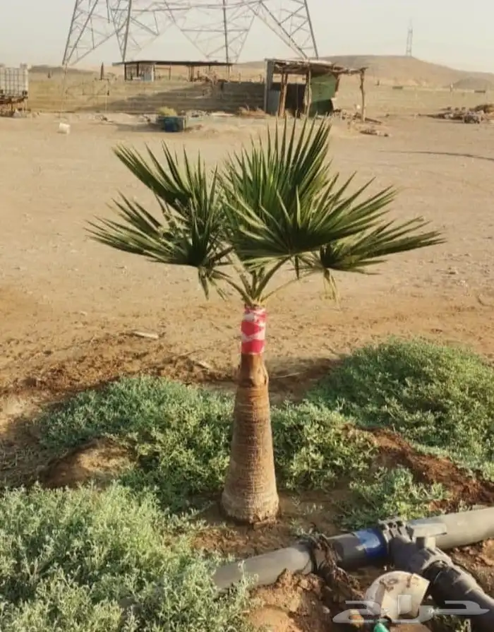 النخل للبيع 2