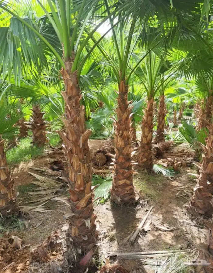 نخيل واشنطنيا للبيع 4