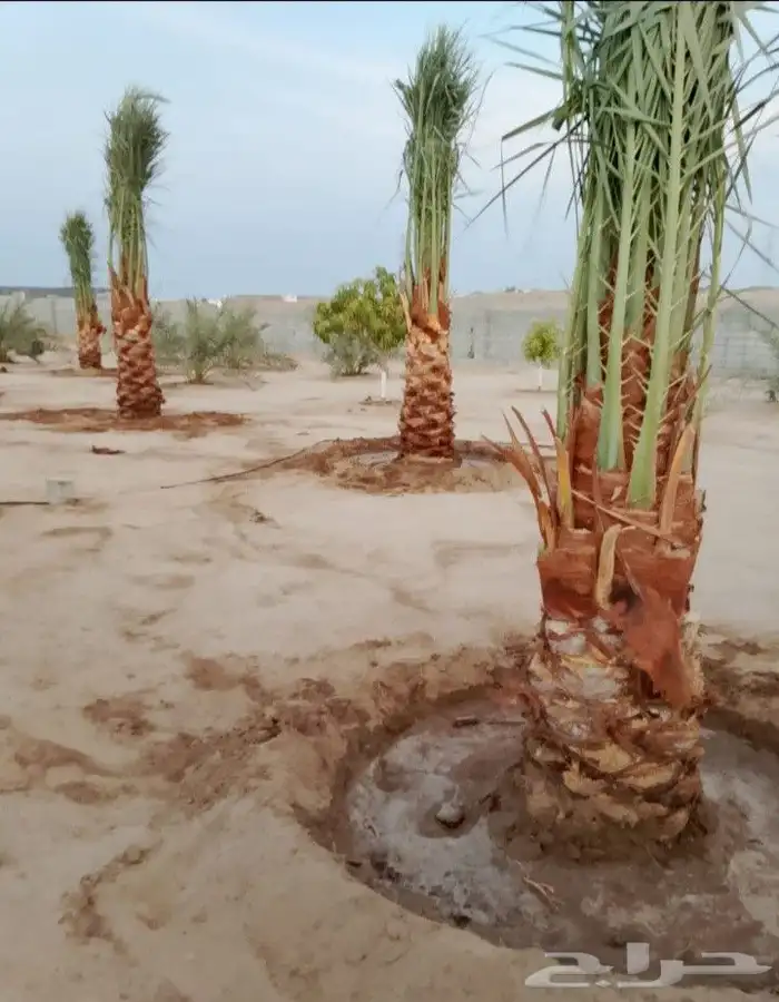نخل للبيع جميع النواع انخل العربي سكري إخلاص برحي صقعي مجدول 2