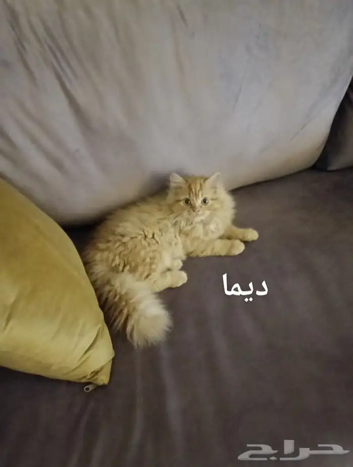 قطط للتبني 2