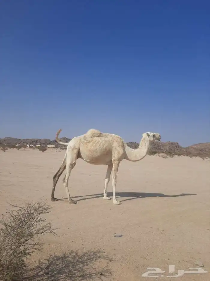 ناقه لقحه على بعير رماني 0