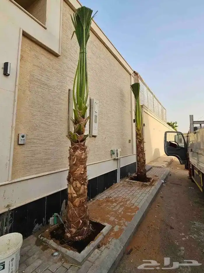 نخيل واشنطنيا للبيع 6