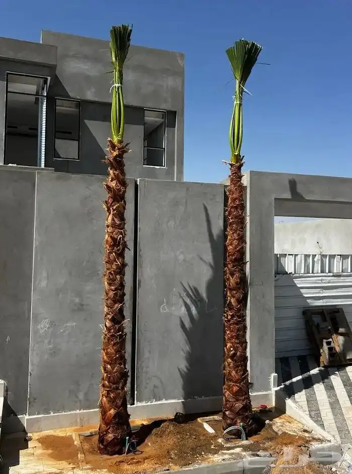 نخيل واشنطنيا للبيع 13