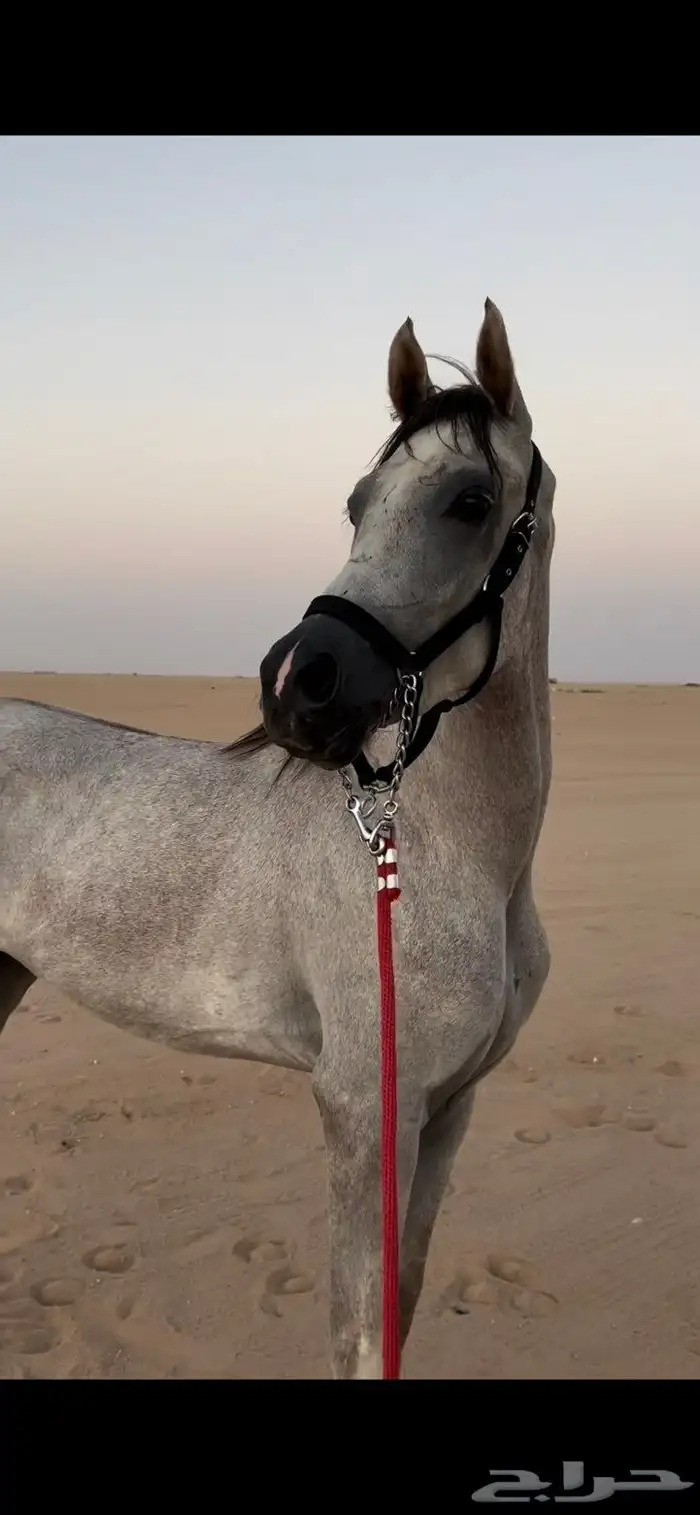حصان شعبي. شيخ. حق شتويه حصان جمره حار  سست تربيع وسبوق 2