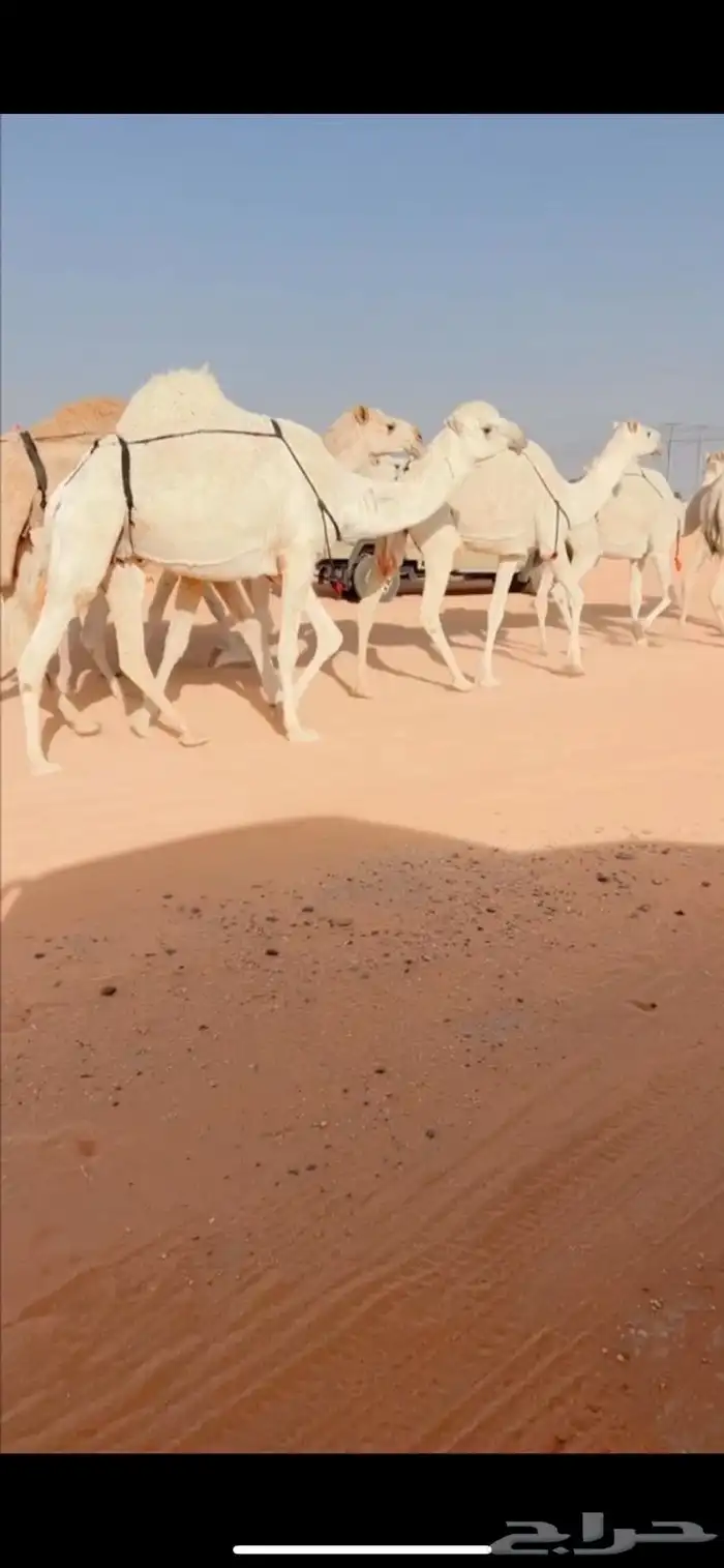 البل الكفوو 3